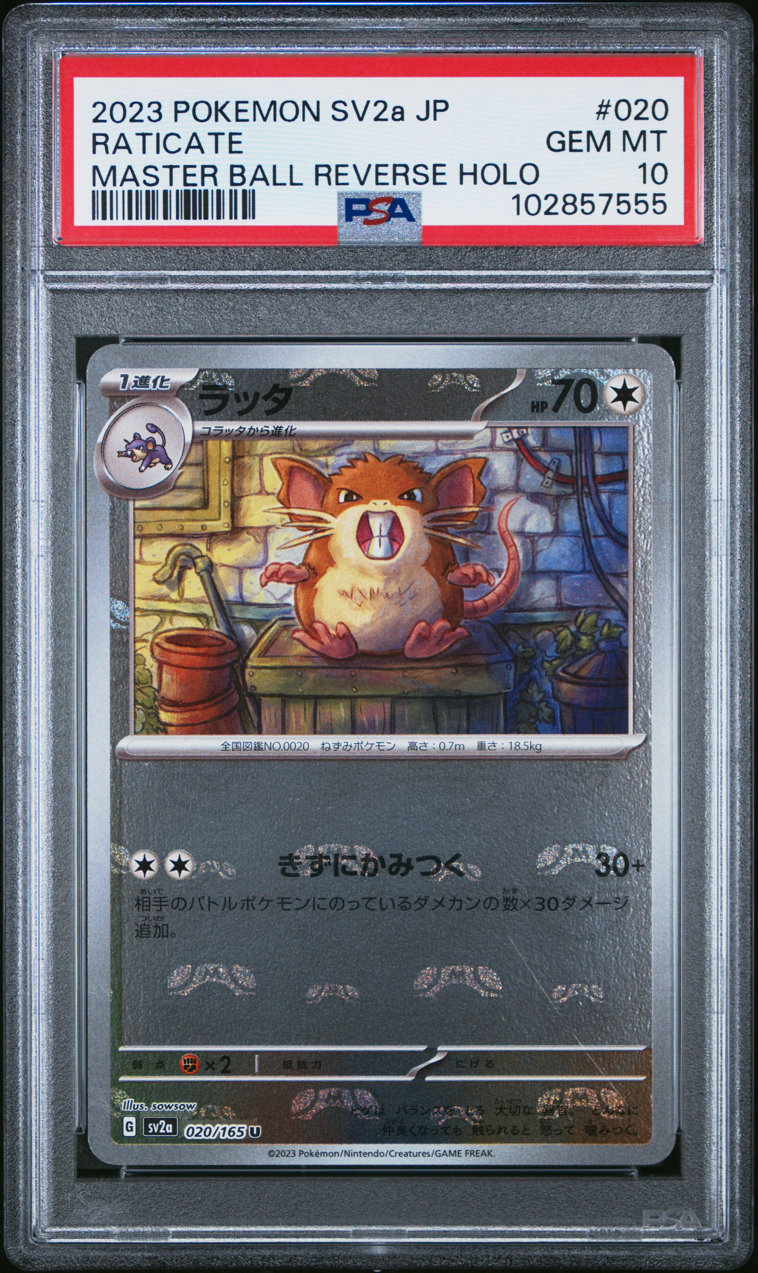 2023 #020 Raticate Master Ball Reverse Holo PSA 10 Japanese Sv2a- 151 Pokemon