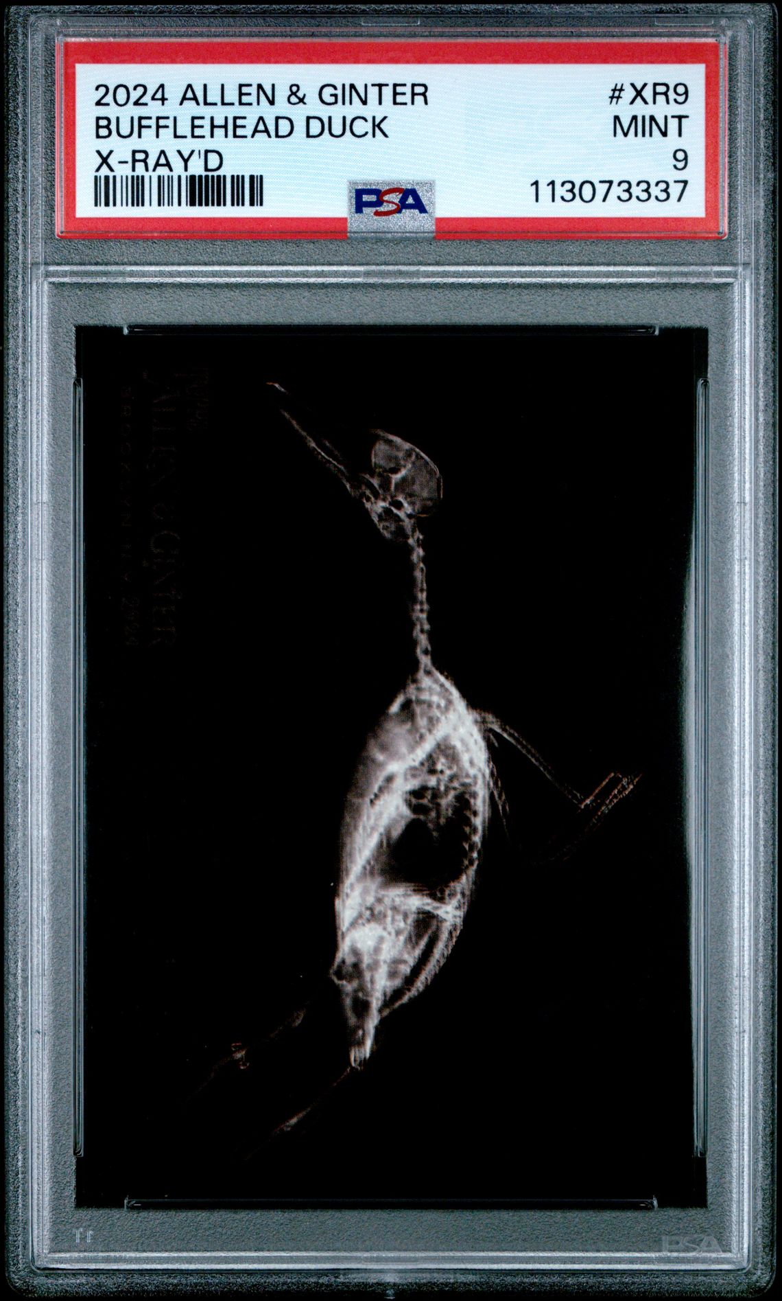 2024 Topps Allen & Ginter X-Ray'd Bufflehead Duck #Xr9 Mint 9 front