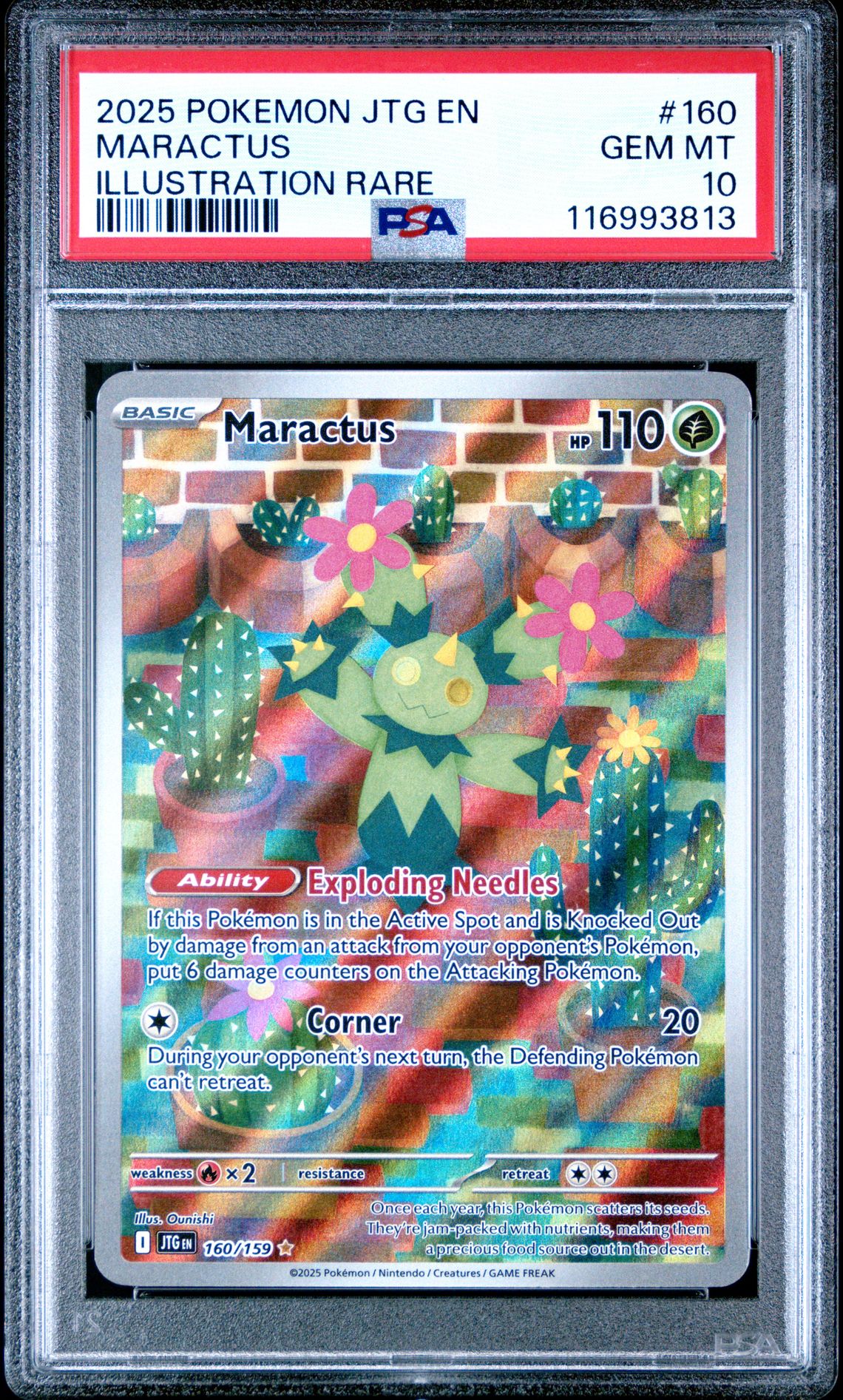 2025 Pokemon POKEMON JTG EN-JOURNEY TOGETHER ILLUSTRATION RARE #160 Maractus front