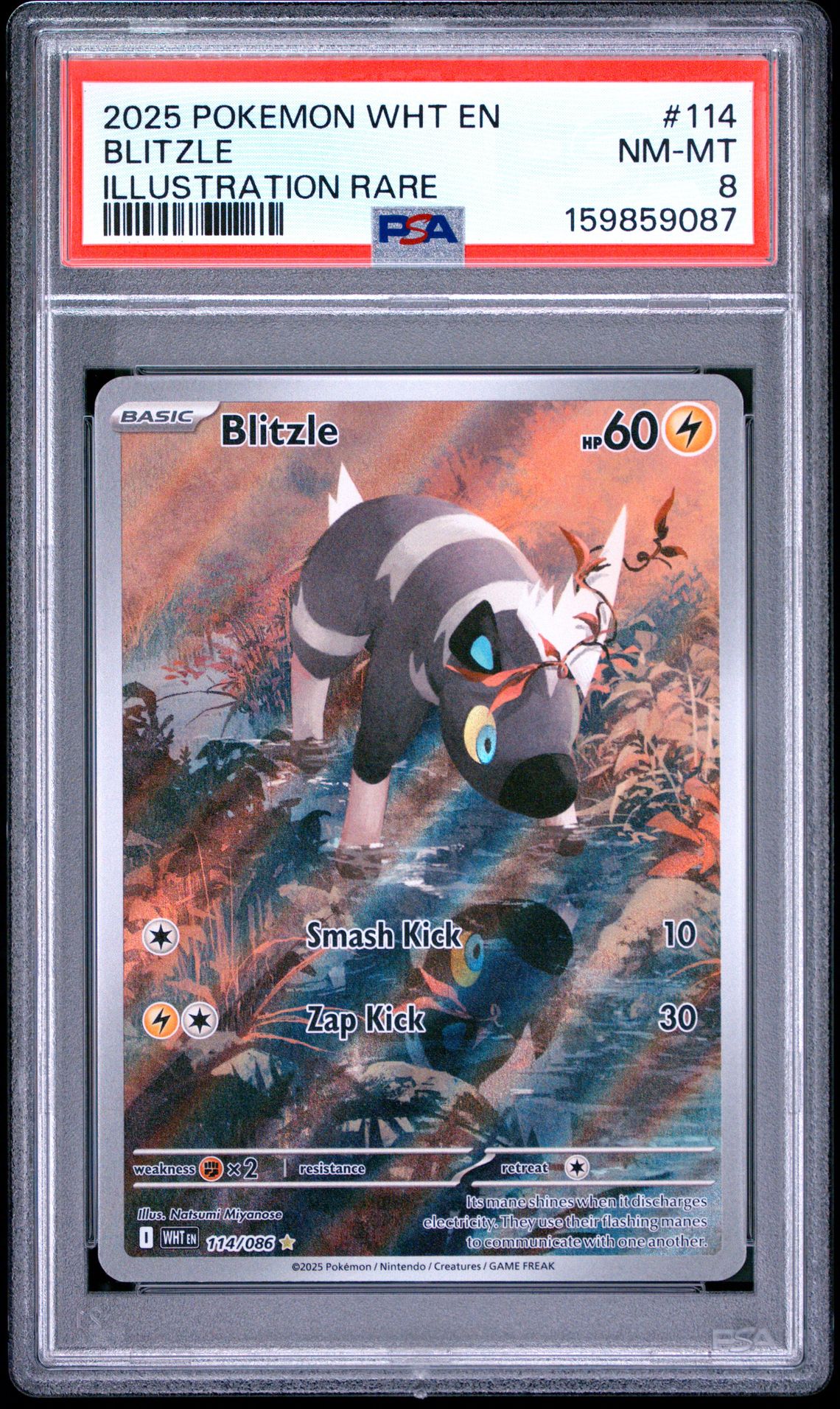 2025 Pokemon Wht En-White Flare Blitzle #114 (Illustration Rare) Nm-Mt 8 front