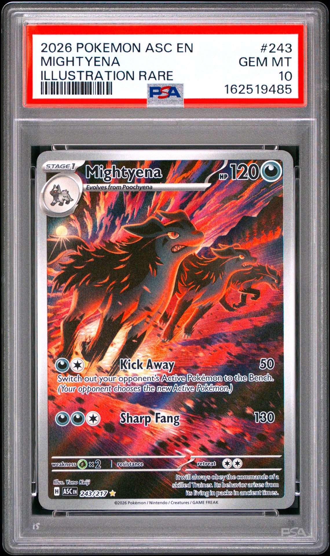 2026 Pokemon Asc En-Ascended Heroes Mightyena #243 (Illustration Rare) Gem Mt 10 front view - PSA graded GEM MT 10